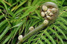 Athyrium filix-femina.jpg