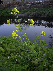 Brassica rapa plant.jpg