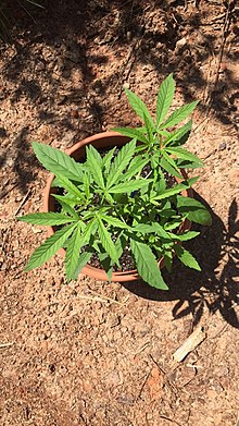 Cannabis Ruderalis.JPG