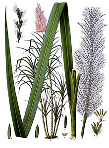 Saccharum officinarum - Köhler–s Medizinal-Pflanzen-125.jpg