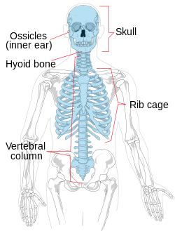 Axial skeleton diagram.svg