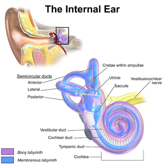 Blausen 0329 EarAnatomy InternalEar.png