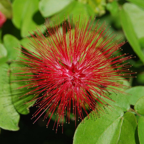 calliandra emarginata