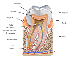 Human tooth diagram-en.svg