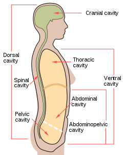 Scheme body cavities-en.svg