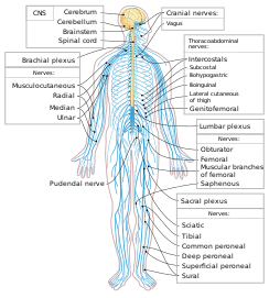 Nervous system diagram-en.svg