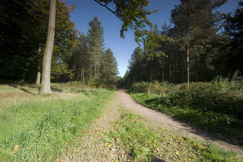 File:Cannock Chase Path.jpg