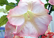 Brugmansia lg.jpg