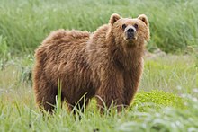 2010-kodiak-bear-1.jpg