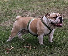 Bulldog adult male.jpg