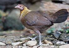 Gallus gallus female - Kaeng Krachan.jpg