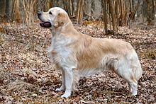 Golden Retriever Carlos (10581910556).jpg