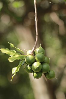 Macadamia nuts on tree.JPG