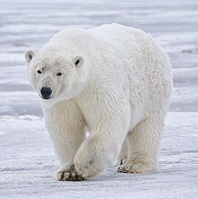 Polar Bear - Alaska (cropped).jpg