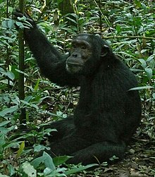 Eastern Chimpanzee (Pan troglodytes schweinfurthii) (7068198095) (cropped).jpg