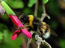 Bumblebee October 2007-3a.jpg