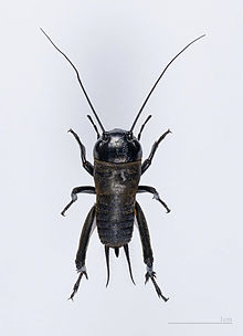 Gryllus campestris MHNT.jpg