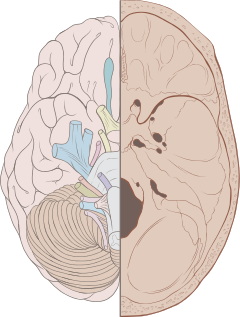 Skull brain human normal.svg