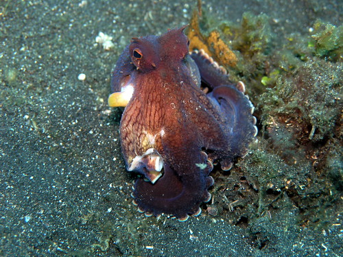 coconut octopus