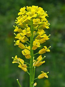 Barbarea vulgaris 002.JPG