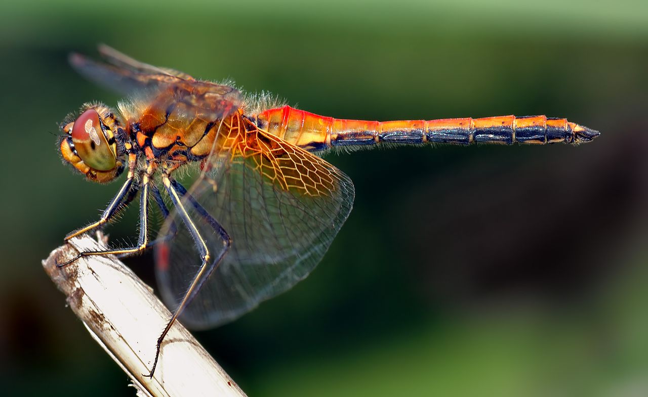 Sympetrum flaveolum - side (aka).jpg