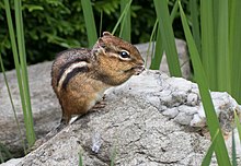 Chipmunk (71669).jpg