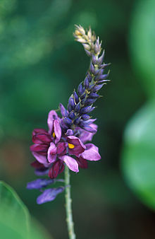 Flowering kudzu.jpg