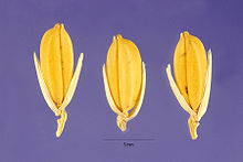 Oryza glaberrima seeds.jpg