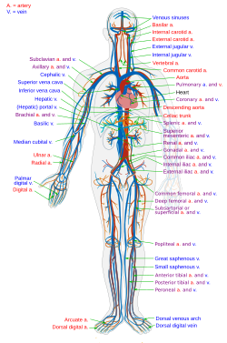 Circulatory System en.svg