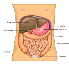 Anatomy Abdomen Tiesworks.jpg