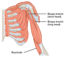 1120 Muscles that Move the Forearm Humerus Flex Sin.png