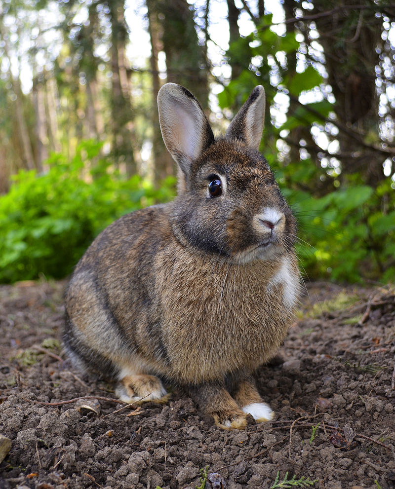 Oryctolagus cuniculus Rcdo.jpg