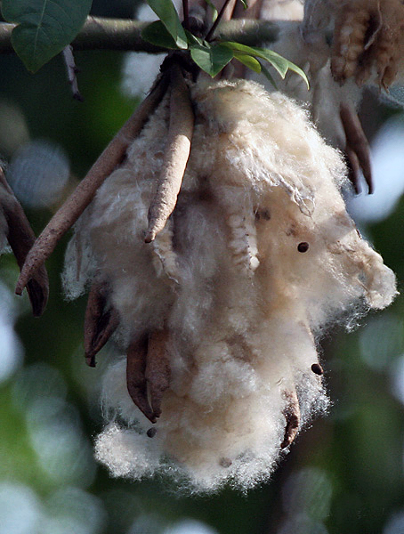 Kapok seeds I IMG 8004.jpg