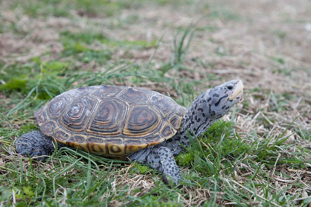 Diamond terrapin turtle reptile malaclemys terrapin.jpg