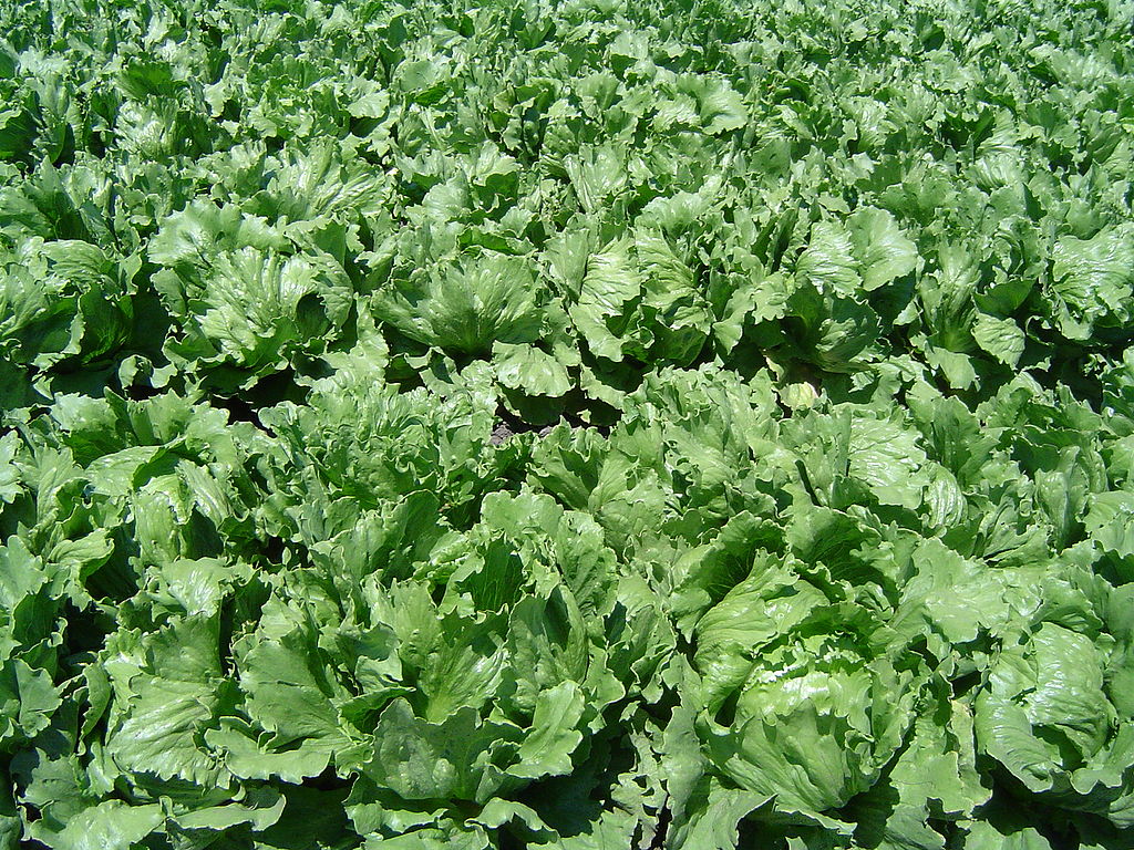 Iceberg lettuce in SB.jpg