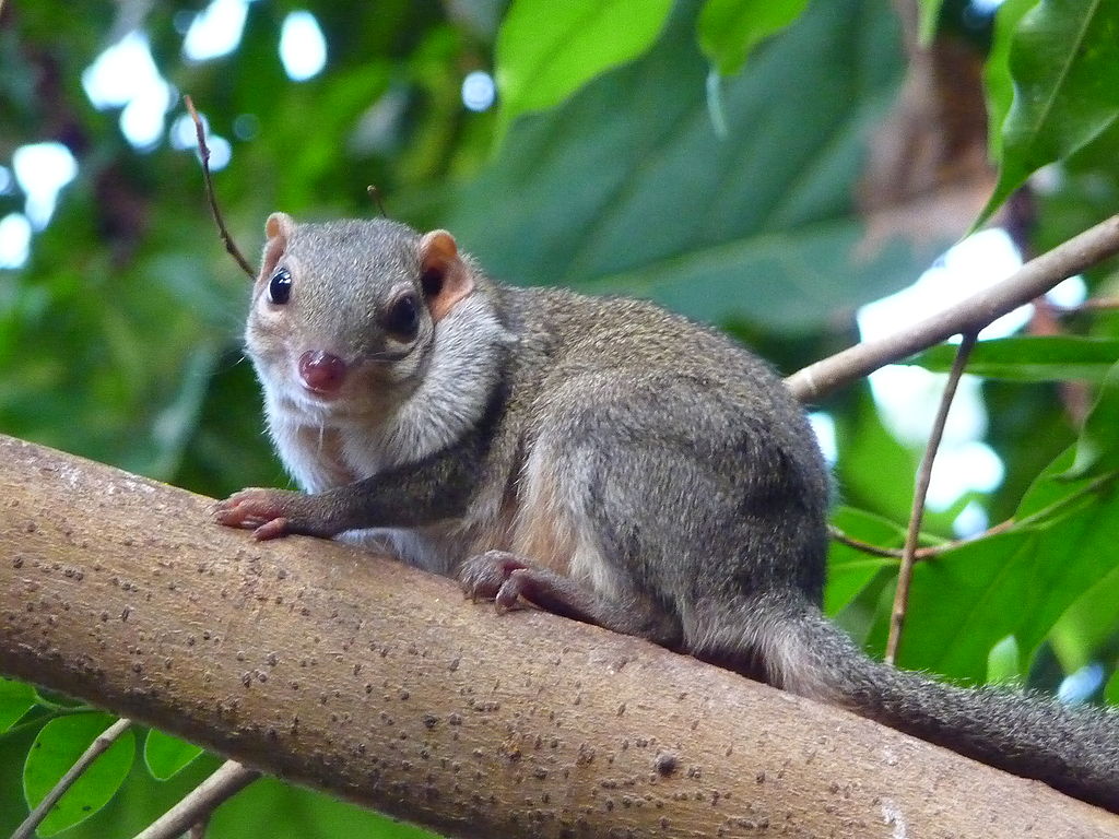 Spitzhörnchen.JPG