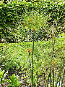 Cyperus papyrus6.jpg