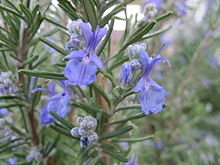 Rosemary in bloom.JPG