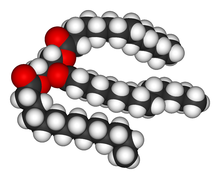 A space-filling model of an unsaturated triglyceride.