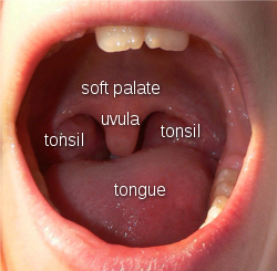 LuettePalatineUvula.svg