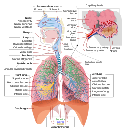 Respiratory system complete en.svg